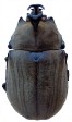 Megasoma anubis.jpg